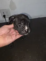 Galaxy, a male American Bully for sale in Port Richey, FL – 2 of 6