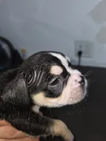 Spotty, a male American Bully for sale in Port Richey, FL – 6 of 6