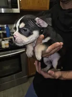 Spotty, a male French Bulldog and American Bully for sale in Port Richey, FL – 9 of 9