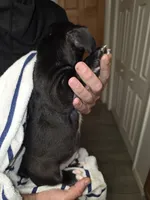 night , a male French Bulldog and American Bully for sale in Port Richey, FL – 8 of 8