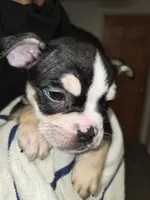 Spotty, a male French Bulldog and American Bully for sale in Port Richey, FL – 2 of 9