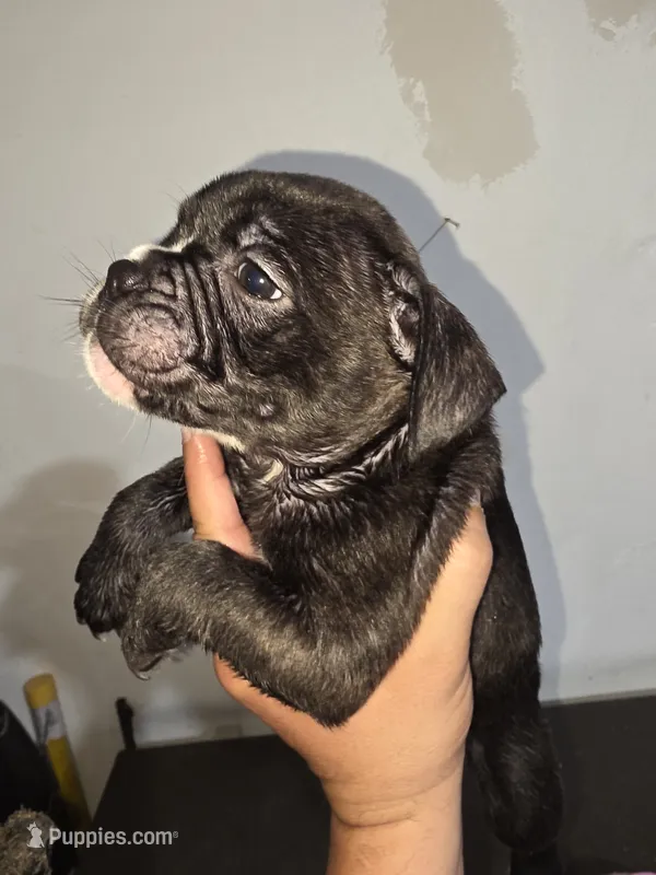 Galaxy – French Bulldog, American Bully puppy for sale in Port Richey, FL