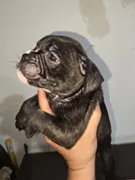 Galaxy, a male American Bully for sale in Port Richey, FL – 5 of 6
