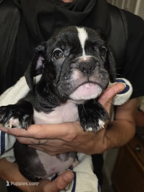 night  – French Bulldog, American Bully puppy for sale in Port Richey, FL