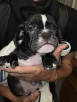 night , a male French Bulldog and American Bully for sale in Port Richey, FL – 1 of 8