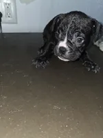 Mudd, a male American Bully for sale in Port Richey, FL – 4 of 7