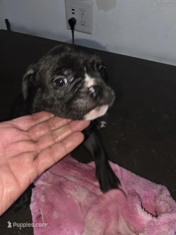 Galaxy – American Bully puppy for sale in Port Richey, FL