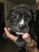 Galaxy, a male French Bulldog and American Bully for sale in Port Richey, FL – 7 of 10