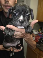 Galaxy, a male French Bulldog and American Bully for sale in Port Richey, FL – 2 of 10