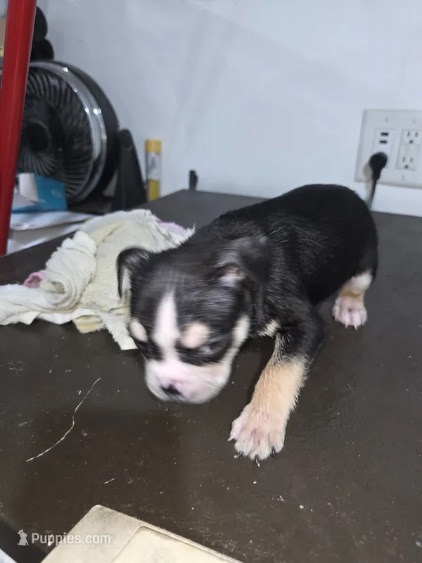 Spotty – American Bully puppy for sale in Port Richey, FL