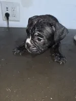 Mudd, a male American Bully for sale in Port Richey, FL – 3 of 7
