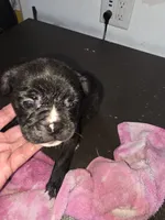 Galaxy, a male American Bully for sale in Port Richey, FL – 6 of 6