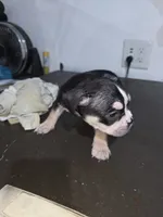 Spotty, a male American Bully for sale in Port Richey, FL – 2 of 6