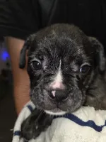 Galaxy, a male French Bulldog and American Bully for sale in Port Richey, FL – 6 of 10
