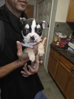 Spotty, a male French Bulldog and American Bully for sale in Port Richey, FL – 6 of 9