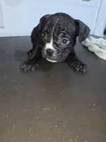 Mudd, a male American Bully for sale in Port Richey, FL – 5 of 7