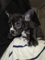 Mudd, a male French Bulldog and American Bully for sale in Port Richey, FL – 5 of 8