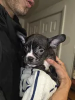 Mudd, a male French Bulldog and American Bully for sale in Port Richey, FL – 2 of 8