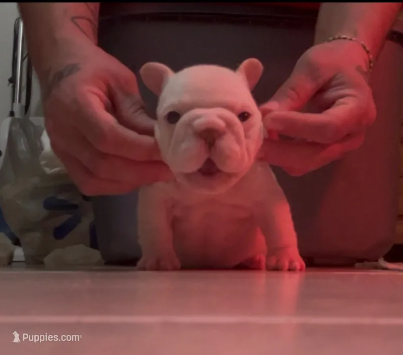 Cleo – French Bulldog puppy for sale in Brandon, FL