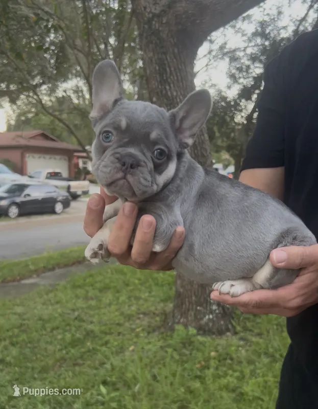 Rocco – French Bulldog puppy for sale in Brandon, FL