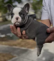 Black collar , a male French Bulldog for sale in Tampa, FL – Photo 1 of 2