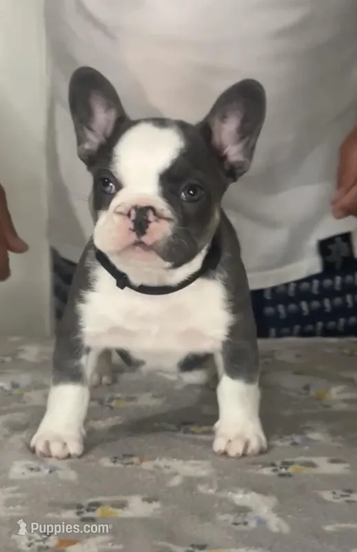 Black – French Bulldog puppy for sale in Tampa, FL
