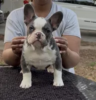 Don Julio , a male French Bulldog for sale in Tampa, FL – Photo 1 of 3