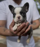 Black collar , a male French Bulldog for sale in Tampa, FL – Photo 2 of 2