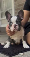 Don Julio , a male French Bulldog for sale in Tampa, FL – Photo 2 of 3