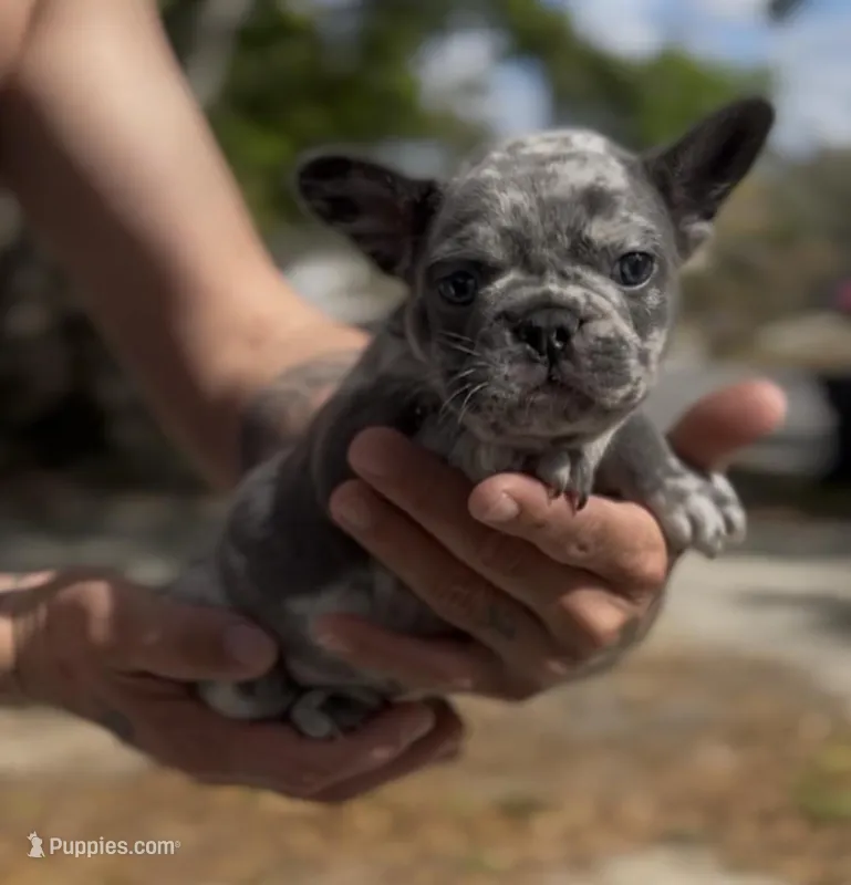 Blue , a male French Bulldog for sale in Tampa, FL – Photo 1 of 2