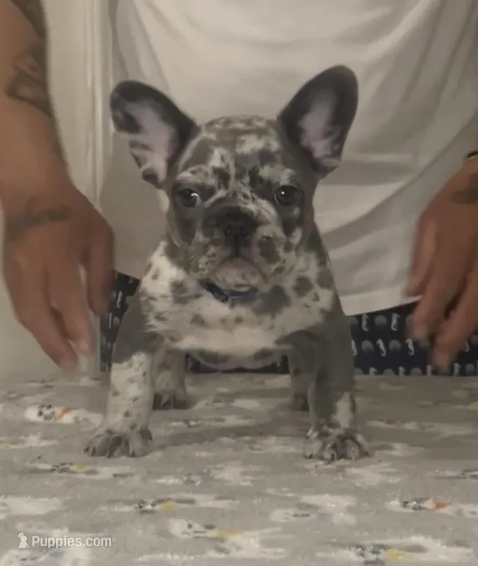 Blue  – French Bulldog puppy for sale in Tampa, FL
