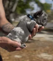 Blue , a male French Bulldog for sale in Tampa, FL – Photo 2 of 2