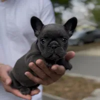 Purple , a female French Bulldog for sale in Tampa, FL – Photo 1 of 2
