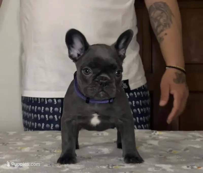 Purple  – French Bulldog puppy for sale in Tampa, FL