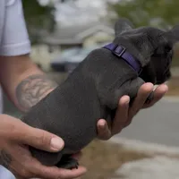 Purple , a female French Bulldog for sale in Tampa, FL – Photo 2 of 2