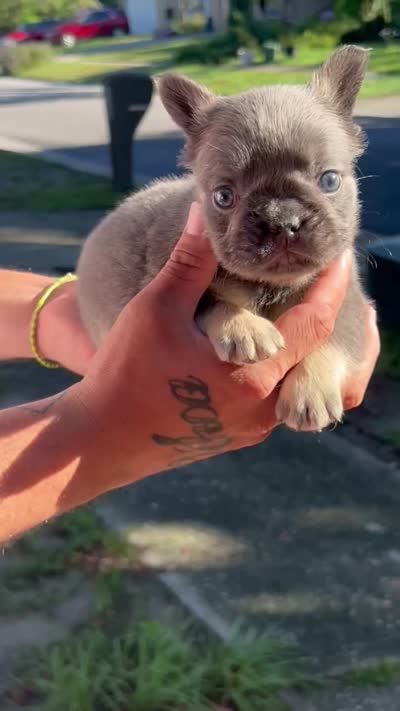 Capo, a male French Bulldog for sale in Brandon, FL – 2 of 2