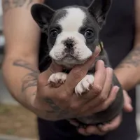 Yellow, a female French Bulldog for sale in Tampa, FL – Photo 2 of 3