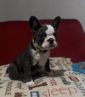 Yellow, a female French Bulldog for sale in Tampa, FL – Photo 2 of 4