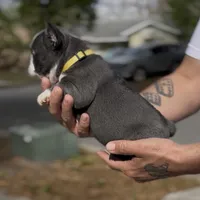 Yellow, a female French Bulldog for sale in Tampa, FL – Photo 3 of 3