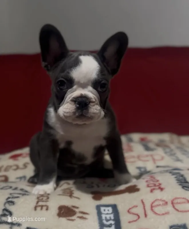 Yellow – French Bulldog puppy for sale in Tampa, FL