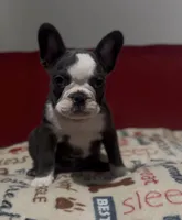 Yellow, a female French Bulldog for sale in Tampa, FL – Photo 1 of 4