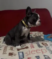 Yellow, a female French Bulldog for sale in Tampa, FL – Photo 4 of 4