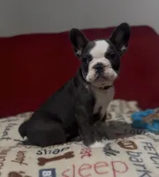 Yellow, a female French Bulldog for sale in Tampa, FL – Photo 3 of 4