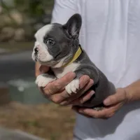 Yellow, a female French Bulldog for sale in Tampa, FL – Photo 1 of 3