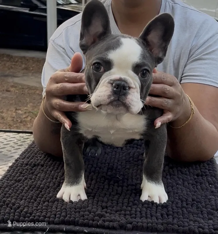 Luna, a female French Bulldog for sale in Tampa, FL – Photo 1 of 3