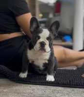 Luna, a female French Bulldog for sale in Tampa, FL – Photo 2 of 3