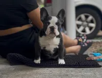 Luna, a female French Bulldog for sale in Tampa, FL – Photo 3 of 3