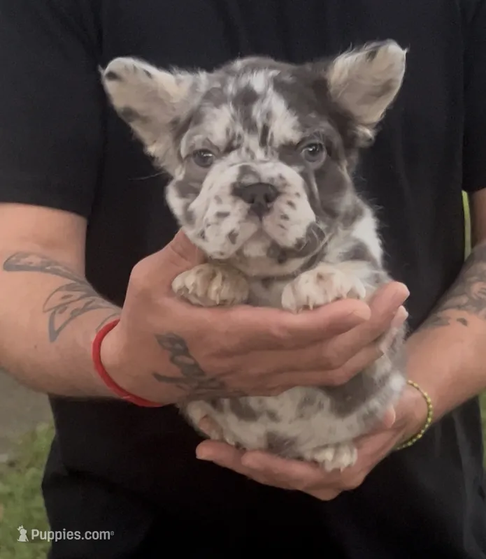 Ace (Fluffy Frenchie) – French Bulldog puppy for sale in Brandon, FL