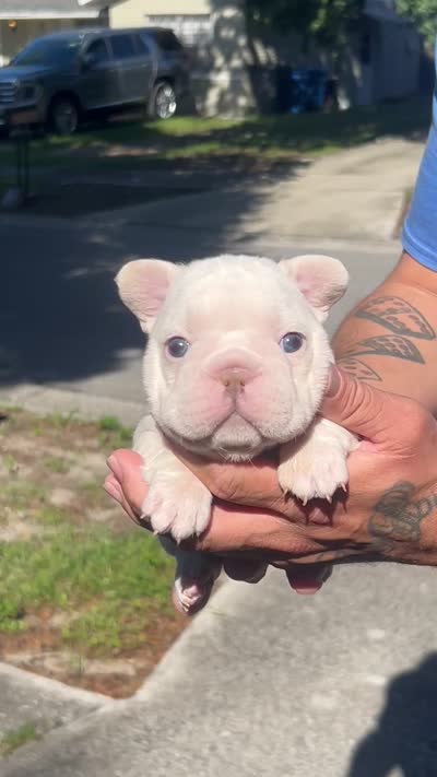 Cleo, a female French Bulldog for sale in Brandon, FL – 2 of 2
