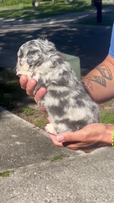 Raven, a female French Bulldog for sale in Brandon, FL – 2 of 2